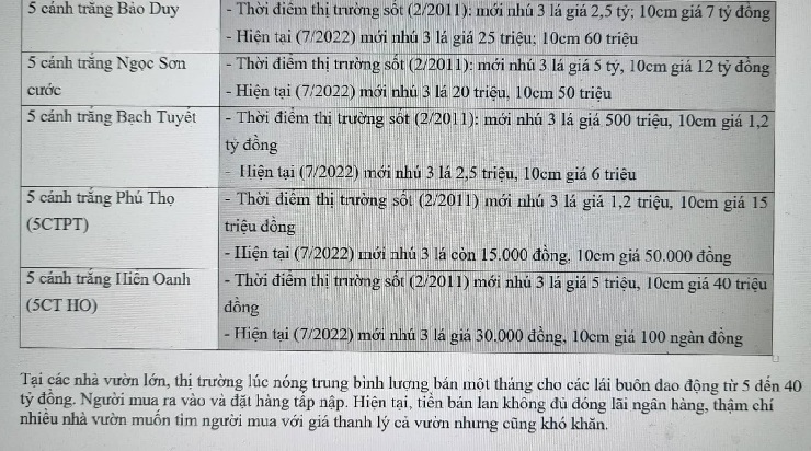 Hết thời 50 tỷ mua được 5 kie, lan đột biến giờ 500 nghìn 5 kie người mua vẫn chê đắt-3