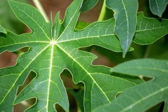 Thực hư bài thuốc chữa ung thư từ lá đu đủ