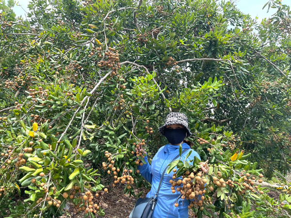 Loại nhãn lên đến 150.000 đồng/kg, chủ vườn bán hết vèo” gần nửa tấn-3