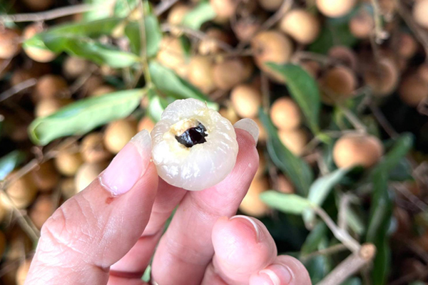 Nhãn chín sớm ở Hưng Yên, khách đặt xếp hàng chờ tới lượt, chủ vườn ung dung thu tiền-4