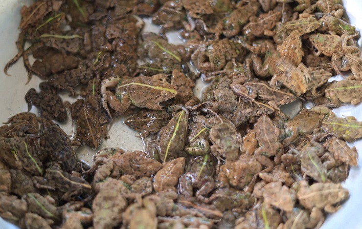 Khám phá chợ côn trùng lớn nhất Tây Bắc, bày bán đủ các đặc sản núi rừng-11