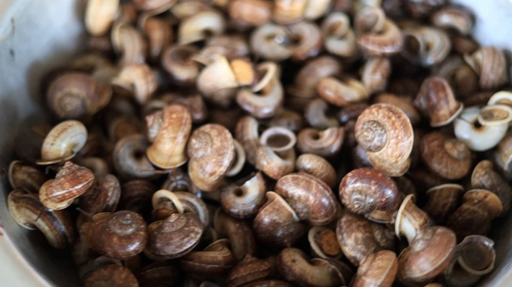 Khám phá chợ côn trùng lớn nhất Tây Bắc, bày bán đủ các đặc sản núi rừng-12