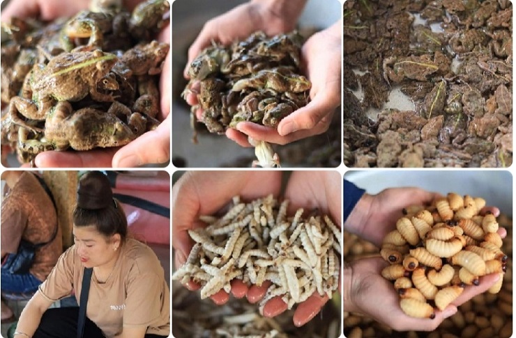 Khám phá chợ côn trùng lớn nhất Tây Bắc, bày bán đủ các đặc sản núi rừng-2