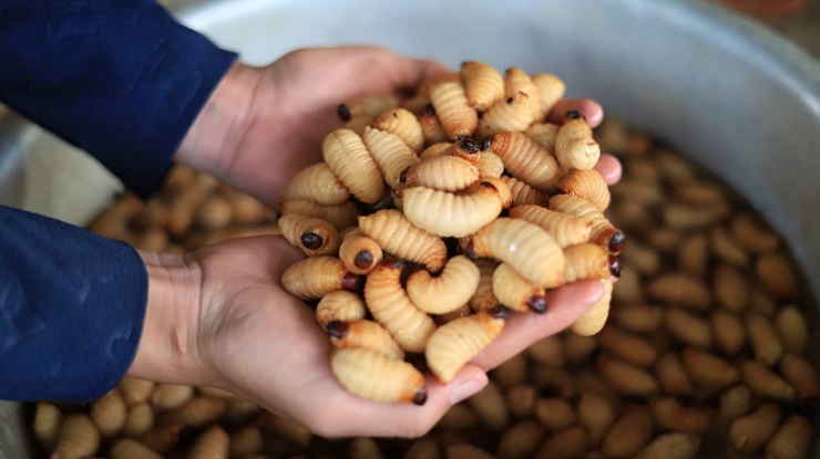 Khám phá chợ côn trùng lớn nhất Tây Bắc, bày bán đủ các đặc sản núi rừng-7