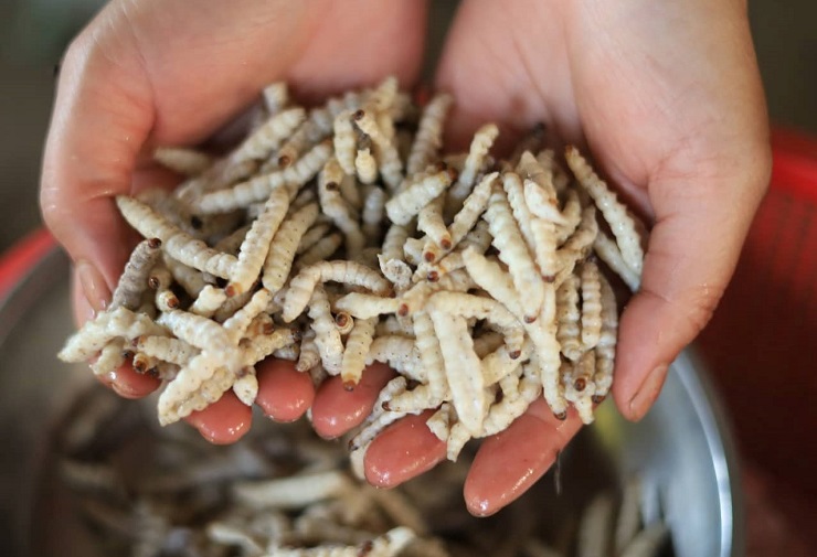 Khám phá chợ côn trùng lớn nhất Tây Bắc, bày bán đủ các đặc sản núi rừng-8