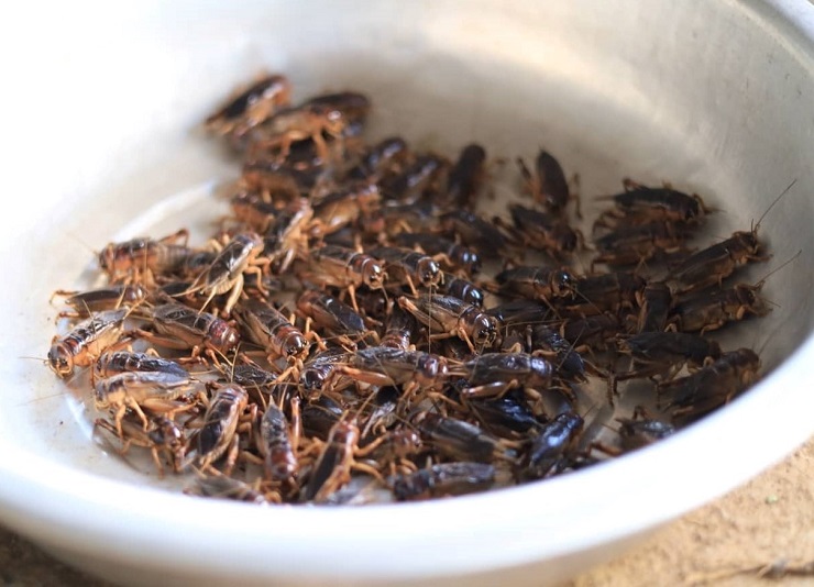 Khám phá chợ côn trùng lớn nhất Tây Bắc, bày bán đủ các đặc sản núi rừng-9