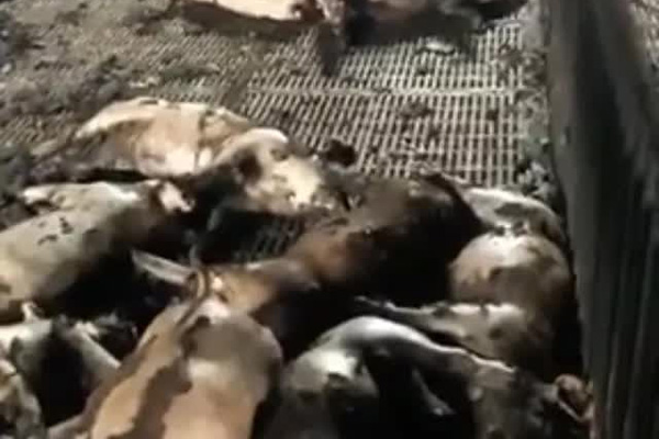 Người đàn bà đẻ liên tục để không phải đi tù rồi lợi dụng con nhỏ vận chuyển ma tuý-4