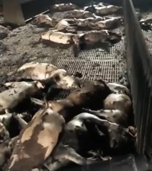 Cháy trang trại nuôi lợn ở Hải Dương khiến hơn 400 con bị chết-1