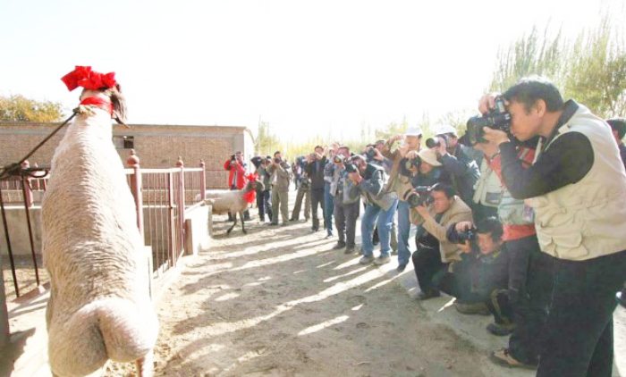 Kỳ lạ loài dê lai thỏ, từng được bán với giá hàng chục tỉ đồng-1