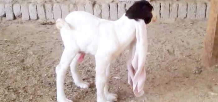 Kỳ lạ loài dê lai thỏ, từng được bán với giá hàng chục tỉ đồng-2