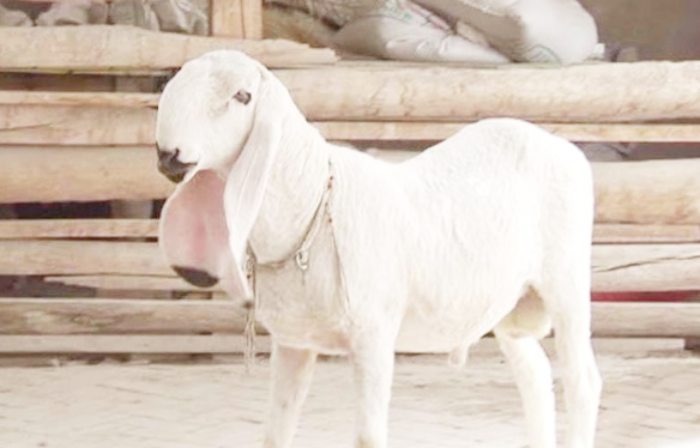 Kỳ lạ loài dê lai thỏ, từng được bán với giá hàng chục tỉ đồng-3