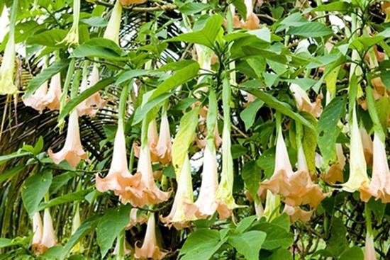 8 người ngộ độc tại Bắc Kạn do hái nhầm lá cây hoa chuông để nấu canh