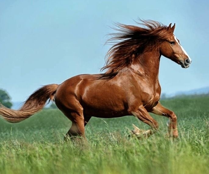 Top 3 con giáp nữ vượng tình duyên, tài lộc sung túc-1