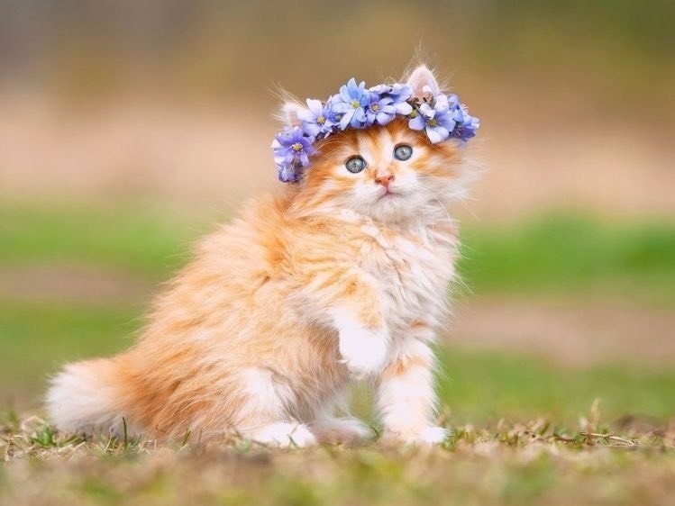 Top 3 con giáp nữ vượng tình duyên, tài lộc sung túc-3