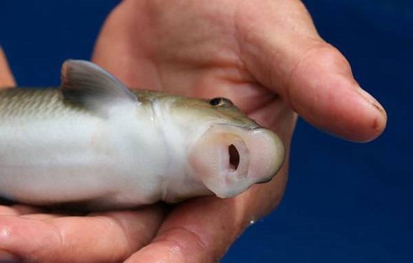 Việt Nam sở hữu loài cá chỉ 2 quốc gia có, vô cùng đắt đỏ-1