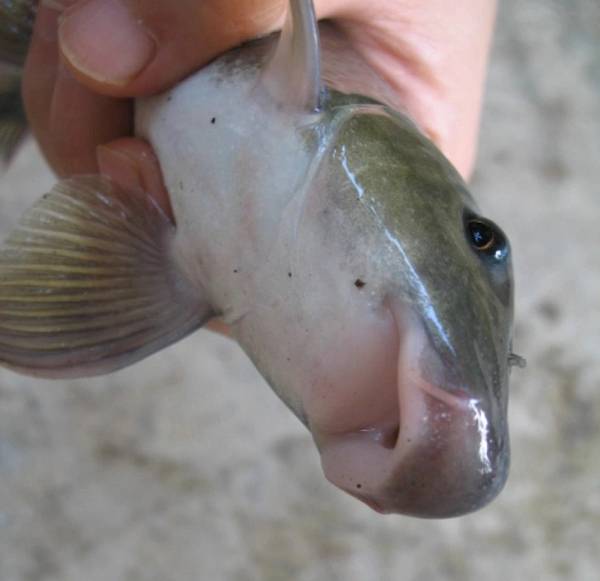 Việt Nam sở hữu loài cá chỉ 2 quốc gia có, vô cùng đắt đỏ-2