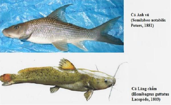 Việt Nam sở hữu loài cá chỉ 2 quốc gia có, vô cùng đắt đỏ-5