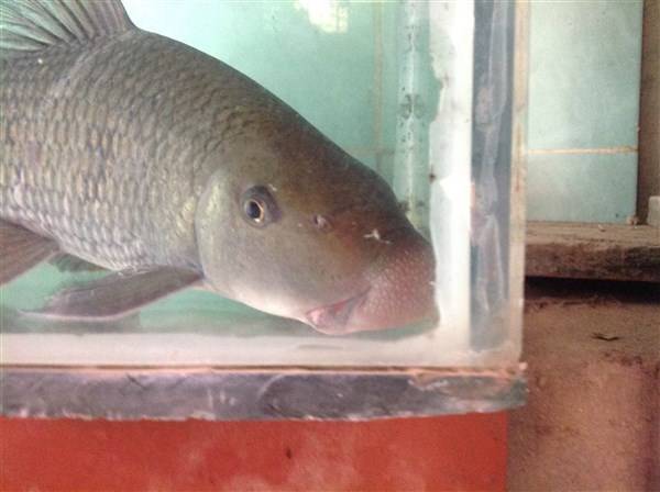 Việt Nam sở hữu loài cá chỉ 2 quốc gia có, vô cùng đắt đỏ-10