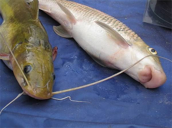 Việt Nam sở hữu loài cá chỉ 2 quốc gia có, vô cùng đắt đỏ-11