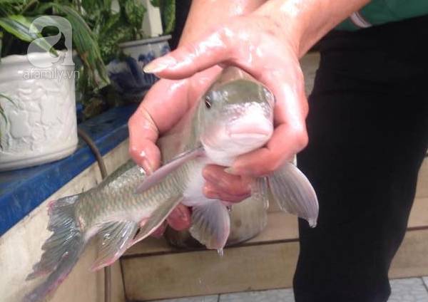 Việt Nam sở hữu loài cá chỉ 2 quốc gia có, vô cùng đắt đỏ-12