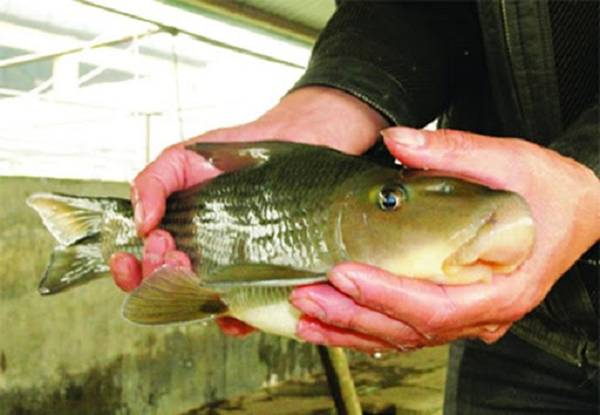 Việt Nam sở hữu loài cá chỉ 2 quốc gia có, vô cùng đắt đỏ-7