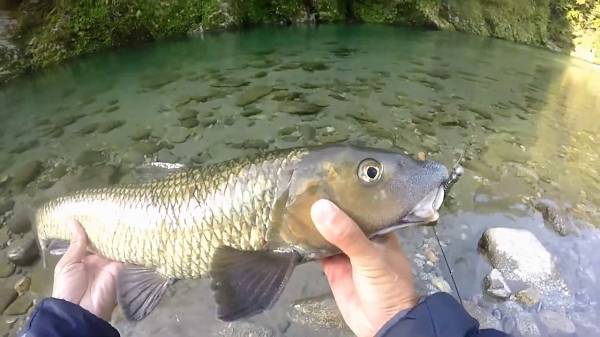 Việt Nam sở hữu loài cá chỉ 2 quốc gia có, vô cùng đắt đỏ-9