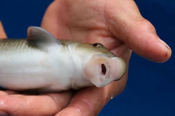 Việt Nam sở hữu loài cá chỉ 2 quốc gia có, vô cùng đắt đỏ
