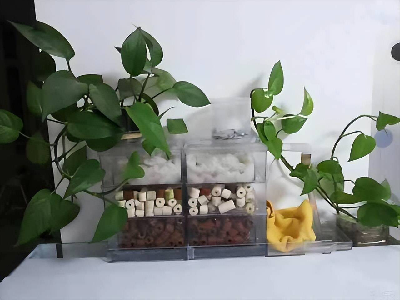 Trên trồng cây cảnh dưới nuôi cá vàng, vừa ngắm đã mắt vừa đón điềm lành, nhận tài lộc-12