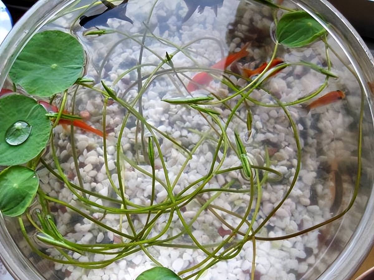 Trên trồng cây cảnh dưới nuôi cá vàng, vừa ngắm đã mắt vừa đón điềm lành, nhận tài lộc-3