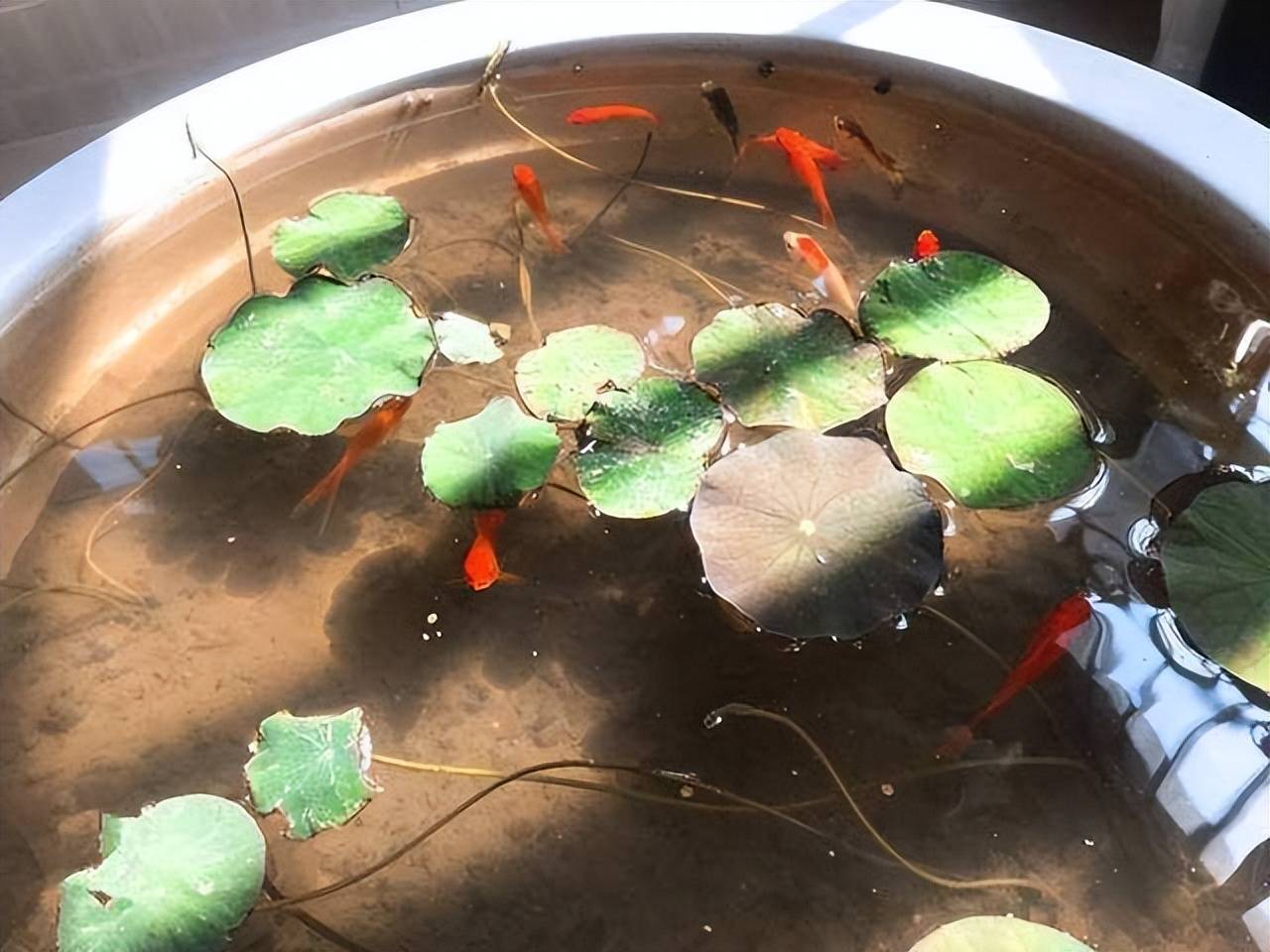 Trên trồng cây cảnh dưới nuôi cá vàng, vừa ngắm đã mắt vừa đón điềm lành, nhận tài lộc-4