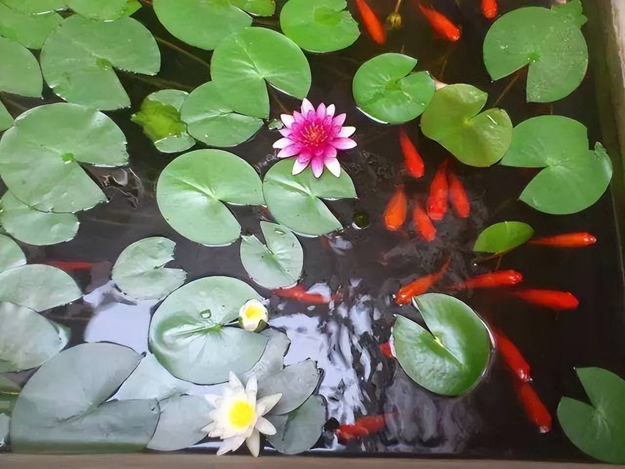 Trên trồng cây cảnh dưới nuôi cá vàng, vừa ngắm đã mắt vừa đón điềm lành, nhận tài lộc-5