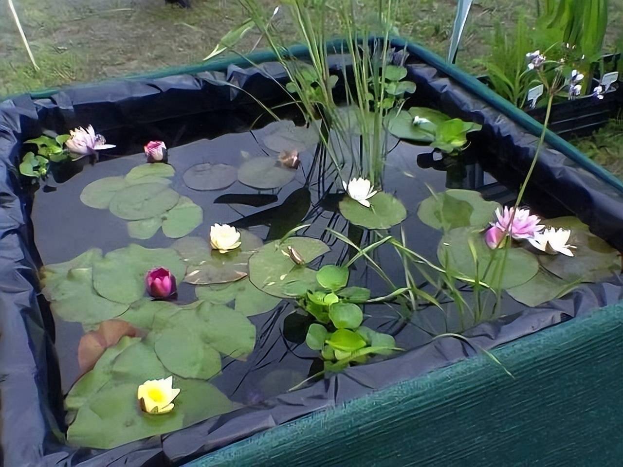 Trên trồng cây cảnh dưới nuôi cá vàng, vừa ngắm đã mắt vừa đón điềm lành, nhận tài lộc-6