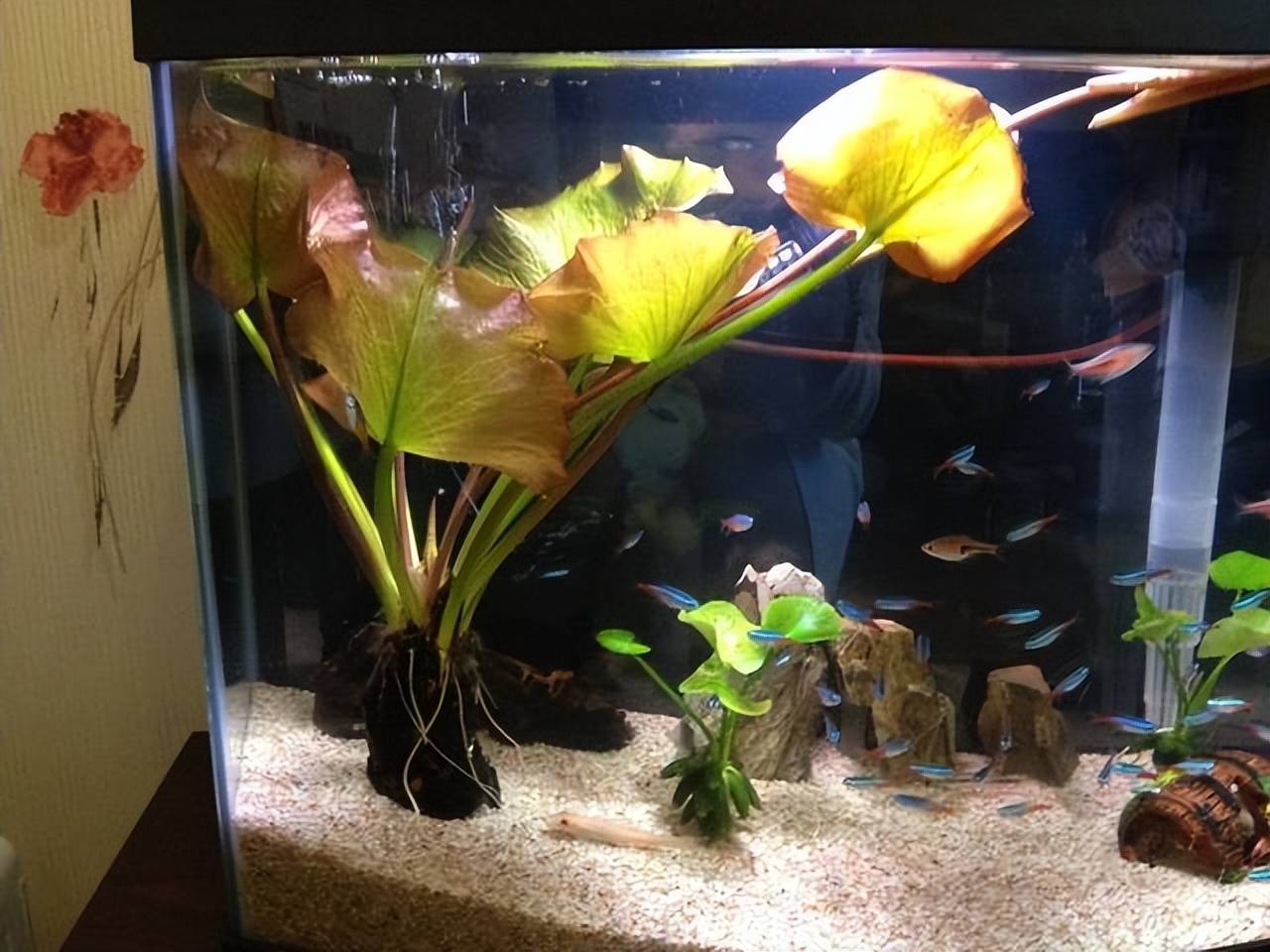 Trên trồng cây cảnh dưới nuôi cá vàng, vừa ngắm đã mắt vừa đón điềm lành, nhận tài lộc-7