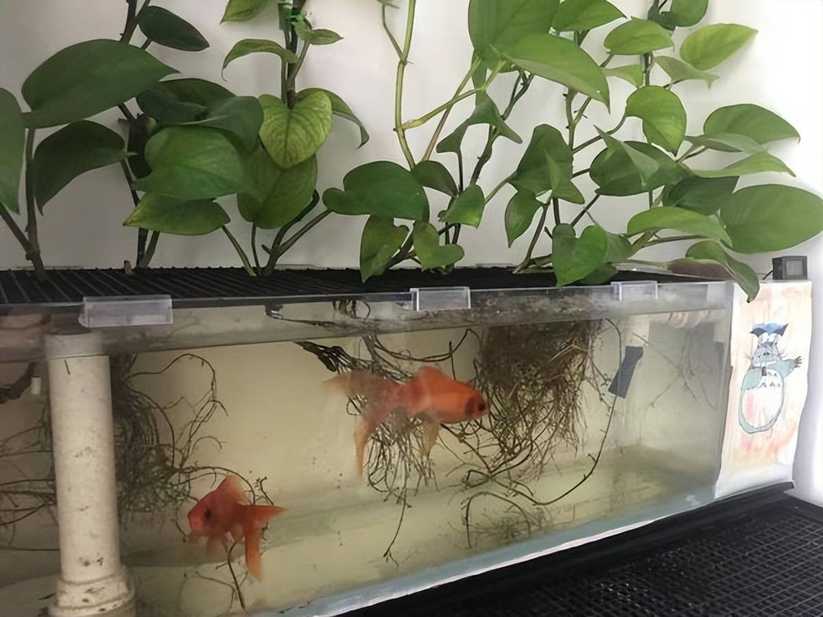 Trên trồng cây cảnh dưới nuôi cá vàng, vừa ngắm đã mắt vừa đón điềm lành, nhận tài lộc-8