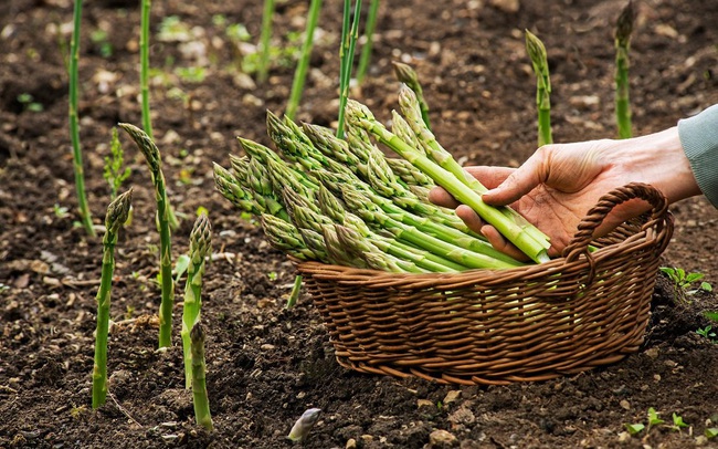 Nước tiểu xuất hiện màu hoặc mùi như thế này cảnh báo đi gặp bác sĩ khám gấp-5