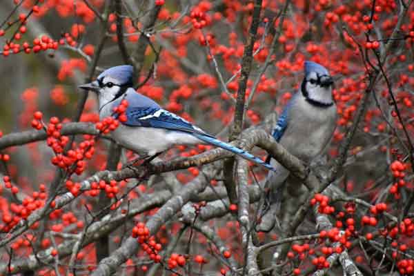 Nếu lấy được 4 vợ thuộc con giáp này, bạn sẽ gặp may mắn cả đời-5