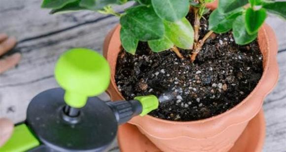 Vỏ tỏi không phải rác, đừng vội vứt đi: Làm theo cách này sẽ có công dụng tuyệt vời, có tiền cũng khó mua-3