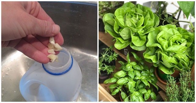 Vỏ tỏi không phải rác, đừng vội vứt đi: Làm theo cách này sẽ có công dụng tuyệt vời, có tiền cũng khó mua-4