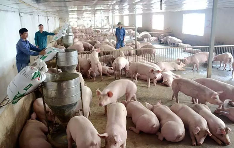 Thịt lợn hơi tăng mạnh, vượt 70.000 đồng/kg-1