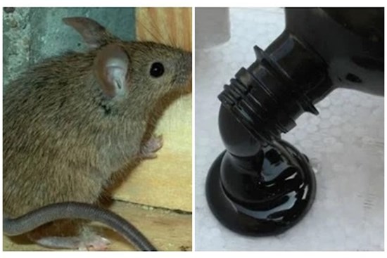 Sửa quạt thừa dầu nhớt, dầu máy đừng vội bỏ mà làm ngay cách này đảm bảo chuột nối đuôi nhau chạy 