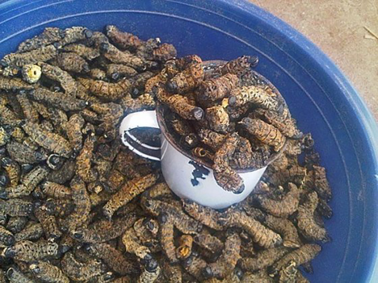 Loài nhìn đã phải khóc thét không ngờ là đặc sản giá đắt hơn tôm hùm, gần 14 triệu/kg-7