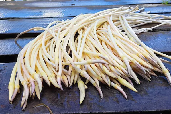 Nuôi chó cho ăn cá hồi, thịt bò, gà thu về tiền tỷ đồng mỗi năm-13