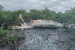 Cá voi liên tục xuất hiện trên biển Bình Định-1