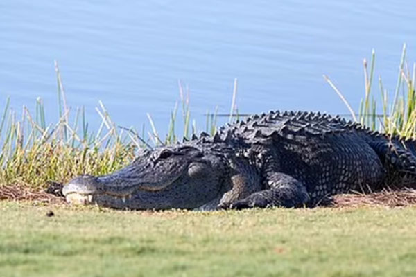 Mỹ: Ngã xuống hồ nước, cụ bà bị 2 con cá sấu tấn công đến chết-2