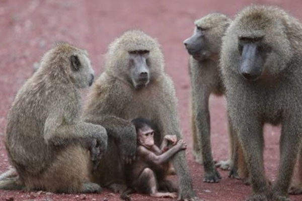 Kinh hoàng khỉ ném cháu bé 4 tháng tuổi từ sân thượng xuống đất ở Ấn Độ-1