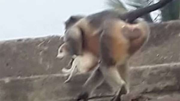Kinh hoàng khỉ ném cháu bé 4 tháng tuổi từ sân thượng xuống đất ở Ấn Độ-2