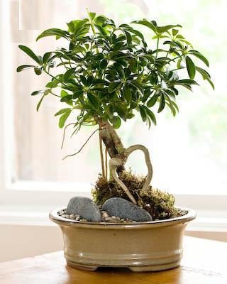 3 loại cây nở hoa được xem là kỳ tích báo hiệu giàu sang, tiền đẻ ra tiền thịnh vượng kéo dài quanh năm-1