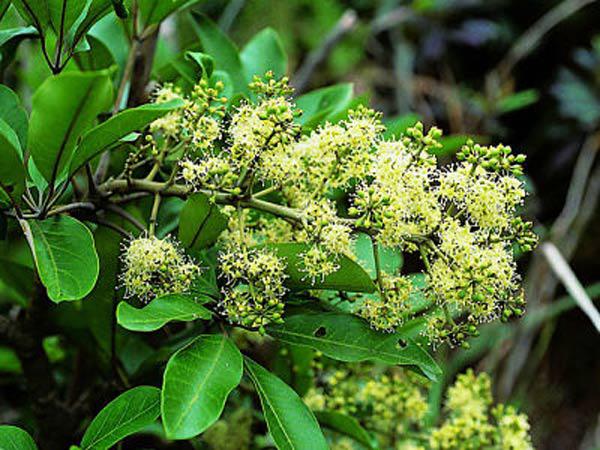 3 loại cây nở hoa được xem là kỳ tích báo hiệu giàu sang, tiền đẻ ra tiền thịnh vượng kéo dài quanh năm-2