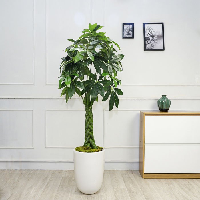 3 loại cây nở hoa được xem là kỳ tích báo hiệu giàu sang, tiền đẻ ra tiền thịnh vượng kéo dài quanh năm-3