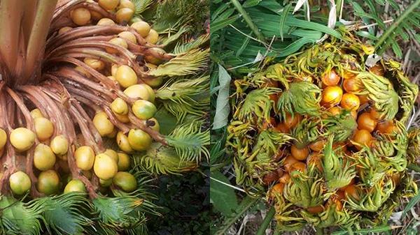 3 loại cây nở hoa được xem là kỳ tích báo hiệu giàu sang, tiền đẻ ra tiền thịnh vượng kéo dài quanh năm-6